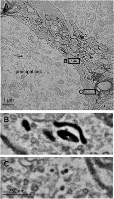 Effects of the clathrin inhibitor Pitstop-2 on synaptic vesicle recycling at a central synapse in vivo